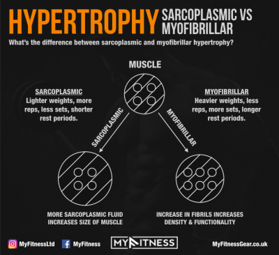 Sarcoplasmic vs Myofibrillar Muscle Growth: What’s the Difference?